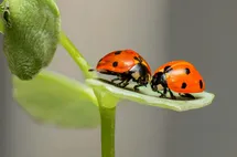 Two lady bugs on a green leaf
